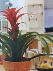 Tillandsia imperialis