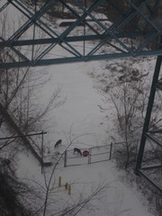 Odocoileus virginianus