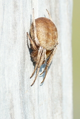 Neoscona pratensis