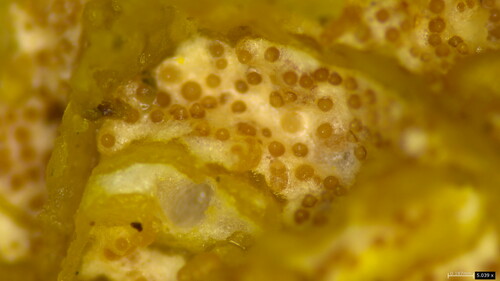 Hypomyces tremellicola