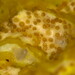 Hypomyces tremellicola