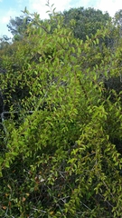 Ximenia americana image