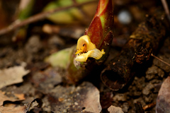 Zingiber oligophyllum