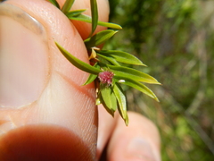 Gramineae
