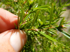 Gramineae