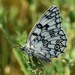 Esper's Marbled White - Photo (c) Богинский Евгений Иванович, some rights reserved (CC BY-NC), uploaded by Богинский Евгений Иванович