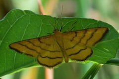 Idaea aureolaria