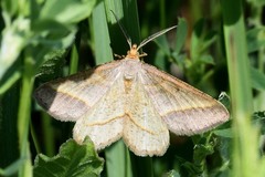 Isturgia arenacearia