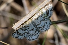 Heliomata glarearia