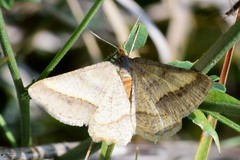 Isturgia arenacearia