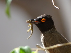 Lygodactylus bradfieldi
