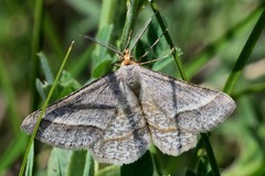 Isturgia murinaria
