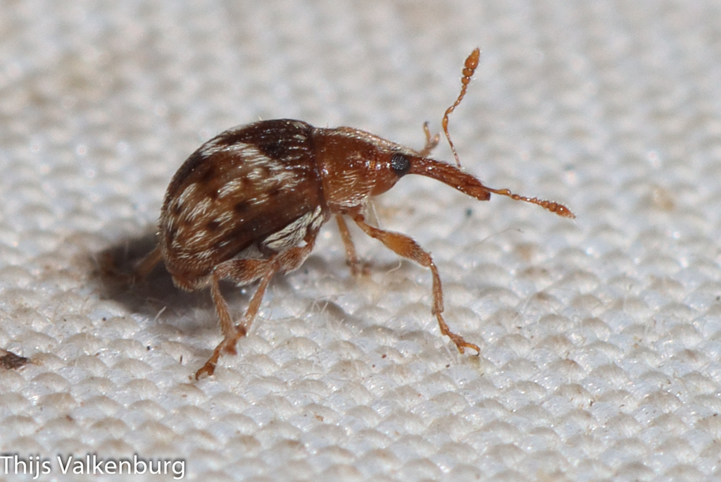 Pericartiellus durieui