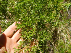 Gramineae