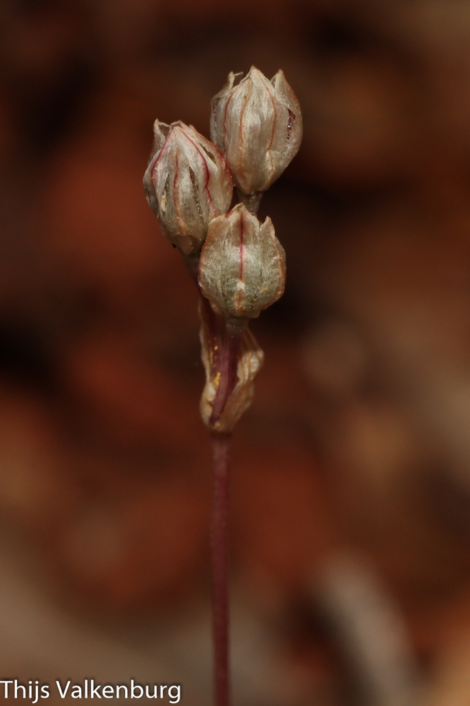 Allium pruinatum