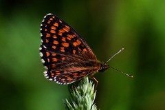 Melitaea athalia
