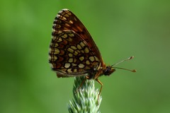 Melitaea athalia