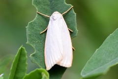 Cybosia mesomella