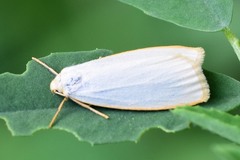 Cybosia mesomella