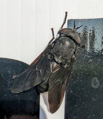 Black horse fly