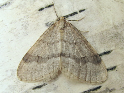 Northern Winter Moth
