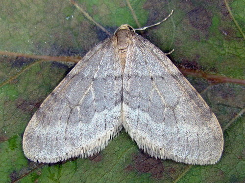 Northern Winter Moth