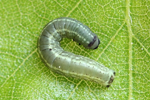 Northern Winter Moth