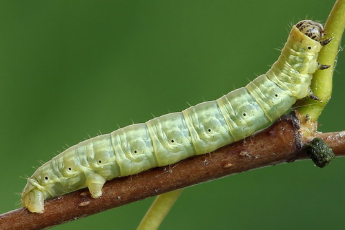 Northern Winter Moth