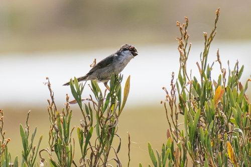 Curruca cabecinegra (Curruca melanocephala)