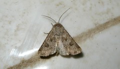 Anarta sodae