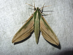 Cechetra lineosa