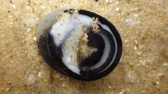 Nerita atramentosa