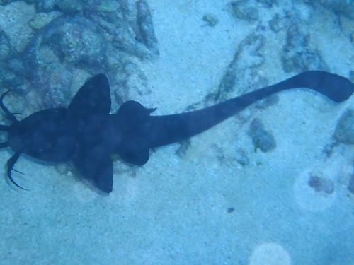 Butler's eeltail catfish (Paraplotosus butleri) — Plotosidae — 3