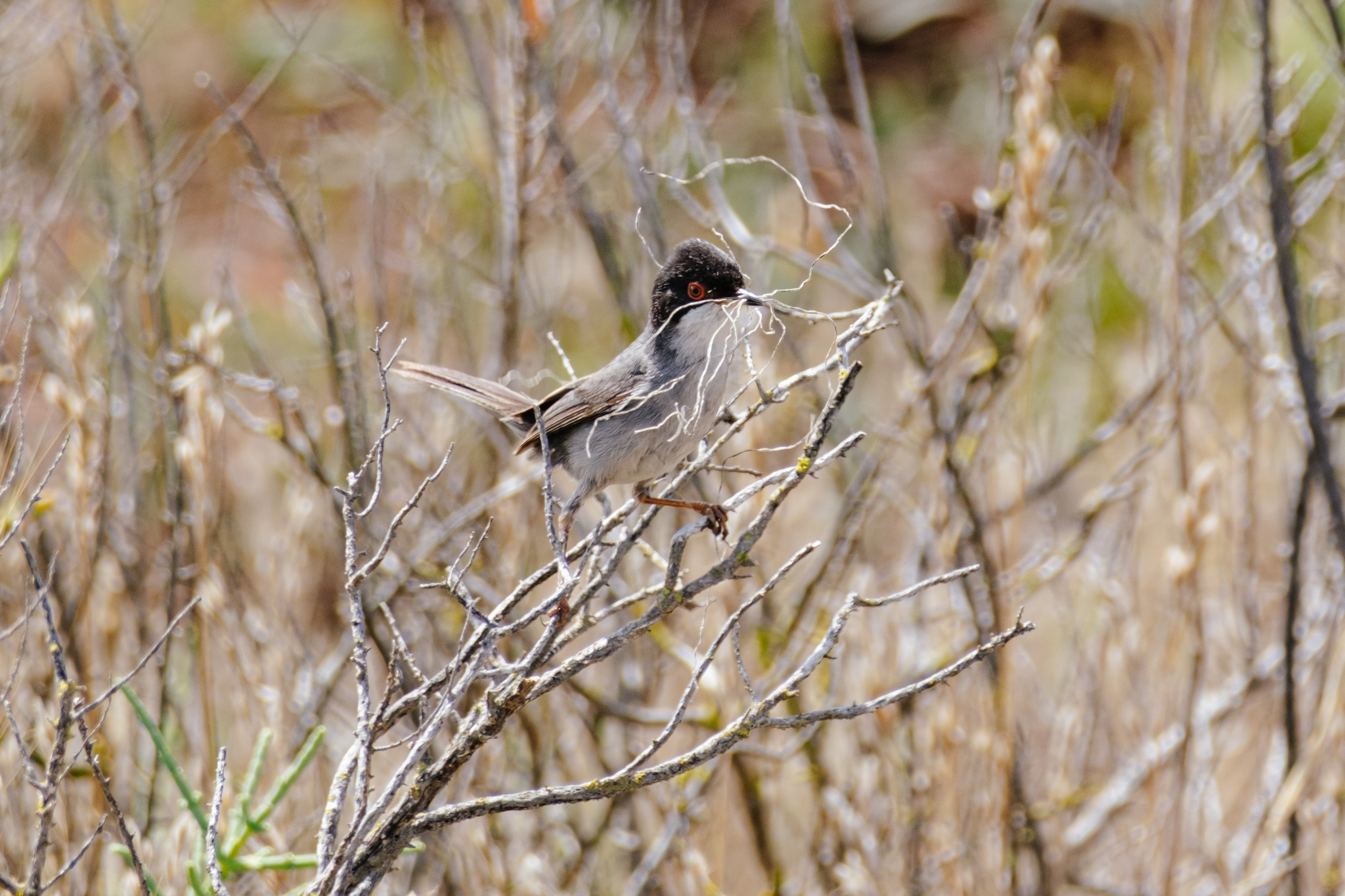 Sardinian Warbler (Curruca melanocephala)