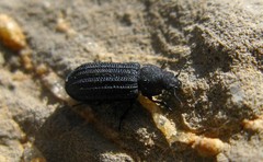 Falsomelyris granulata