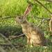 Abyssinian Hare - Photo (c) Royle Safaris, some rights reserved (CC BY-NC), uploaded by Royle Safaris