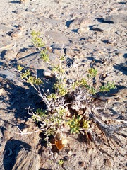 Tetraena cylindrifolia image