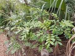 Simarouba