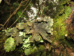 Lobaria retigera