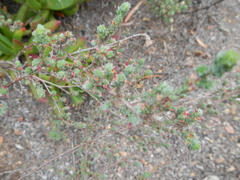 Cliffortia hantamensis