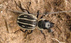 Graphipterus exclamationis
