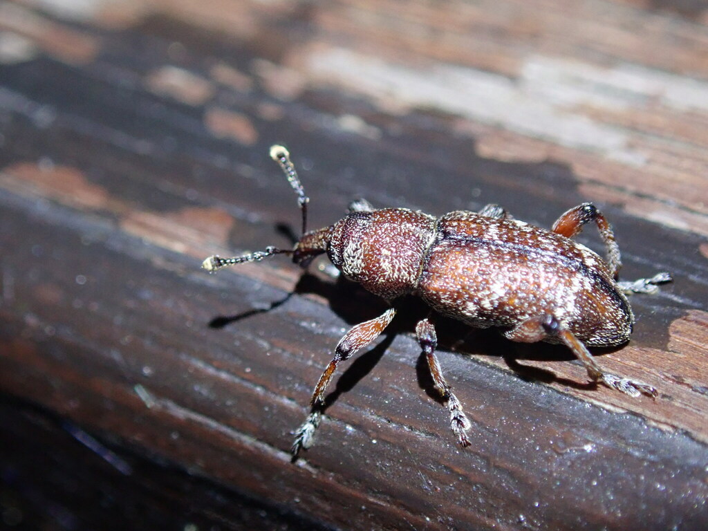 Hylobius niitakensis