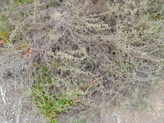 Cliffortia hantamensis