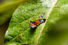 Acraea strattipocles