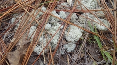 Cladonia evansii image