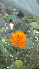 Lasianthaea macrocephala