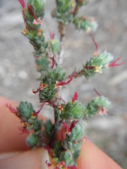 Cliffortia hantamensis