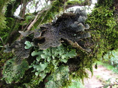 Lobaria retigera