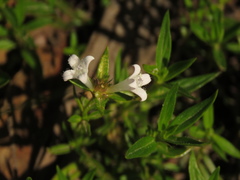 Spermacoce chartensis