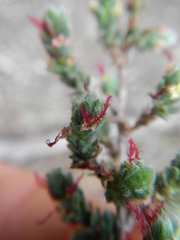 Cliffortia hantamensis